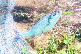 打到这么漂亮的翘嘴鱼，就不要吃了