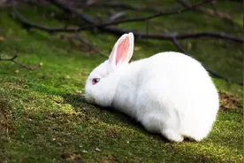 儿歌《小白兔乖乖》视频封面