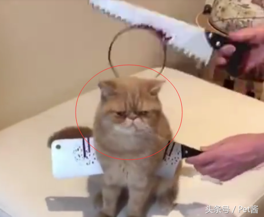 ˰ѵè䲱ϣè䶼Ҫˣֲ