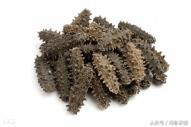 海参的九个基础常识，你知道几个？