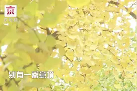 赏银杏正当时：在北京的这3个地方赏银杏超赞！