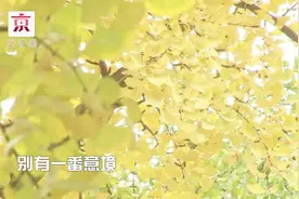赏银杏正当时：在北京的这3个地方赏银杏超赞！