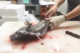 鱼很难清理干净？有了这个工具，连鱼肠都瞬间清理干净视频封面