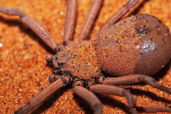 世界11大最毒蜘蛛排行榜(剧毒蜘蛛排名) - 冷求网