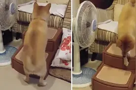 柴犬这种狗最怂的特点之一：就是不敢“上楼梯和下楼梯”！视频封面