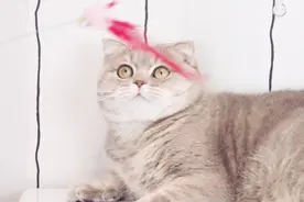 盘点：最萌的猫咪拍照技巧，来看看你都会哪几个？