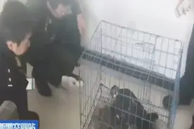 现场丨边防民警救助落难蛇雕 系国家二级保护动物视频封面