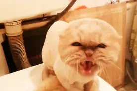 喵星人被剃毛了之后一直不开心，看到主人就来气视频封面