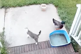 真能把人笑趴下，鸭子非要给猫做按摩，猫生气了，抱着鸭子啃~视频封面