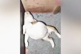 小奶狗好像被撑死了，吓得主人赶紧去查看视频封面