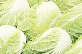 冬储大白菜您年年买，可您真的会挑 吗？按这三步挑包您满意