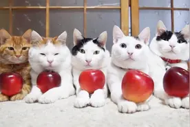 你看看别人家的猫咪，在看我们家的，就不一样别人家的猫都是很乖视频封面