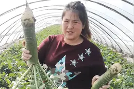 北方一种生长在土里的水果，脆甜水分大，经常吃1个冬天不会感冒视频封面