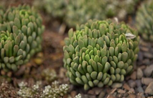 多肉植物 姬牛角(姬神刀多肉植物图片)-措必培