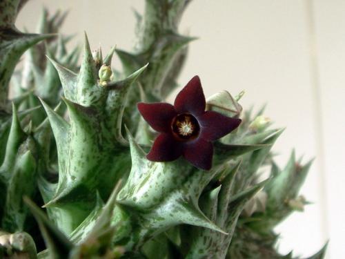 多肉植物 姬牛角(姬神刀多肉植物图片)-措必培