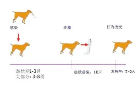 狂犬病潜伏期究竟有多长？视频封面