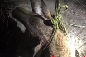 两头牛回家路上闹翻，四百斤重母牛掉入窨井，整整3小时才被吊出图片