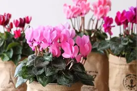 最适合冬天养的14种花，放土里就蹭蹭的长，寒冬腊月也花开爆盆图片