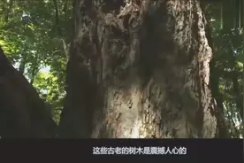 人类发现最老的树木竟然已经9500岁了！树木到底可以活多久？视频封面