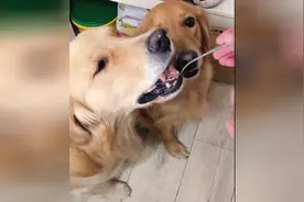 面对主人的偏心，狗狗应该怎么办？这只金毛的表现必须给个赞！