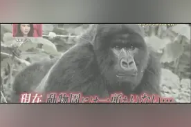 动物视频：黑猩猩浑身长着又长又黑的毛，红屁股，红脸