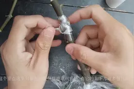 要想嫁接的果树抗风 就得像园丁小哥这样嫁接