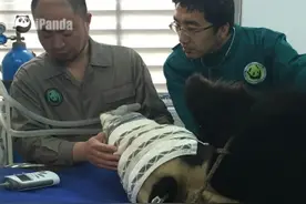 大熊猫被微弱电刺激人工采精 网友：欲戴其冠，必承其重图片
