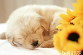 狗狗手术要注意哪些问题图片