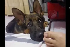 德国牧羊犬闻主人臭脚丫子，上演影帝级晕倒表演视频封面