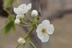 亳州龙扬镇百年苏赵梨花盛开 成为春天里最美的“雪景”图片