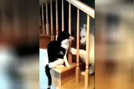 太坏了！萨摩耶吸猫不成，气得一巴掌把猫拍下楼梯