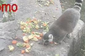 动物视频：环尾狐猴主要以树叶、花、果实，以及昆虫为食
