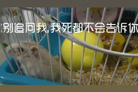 你肯定没见过仓鼠这样子爬楼梯，忍不住都想帮忙！