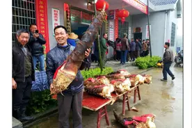 “腰围”78公分竹笋称霸桃江“笋王”争霸赛图片