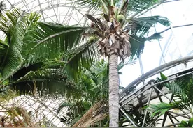 广州也有能结果的椰子树图片