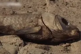 世界气象组织：经破纪录极端天气后 2017年可能是最热年份前三甲视频封面