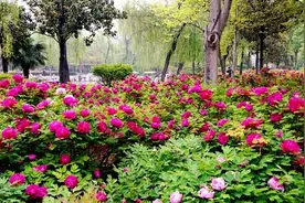 牡丹文化节最新洛阳牡丹园赏花攻略，果断收藏！图片