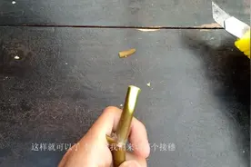 园丁小哥教你一种最简单的嫁接方法嫁接果树 叫做贴芽嫁接