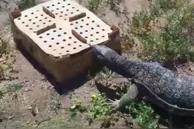 外国人胆子真大，养科莫多巨蜥做宠物