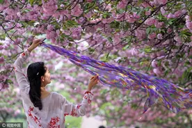 湖北襄阳四中校园樱花节开幕 人潮涌动图片