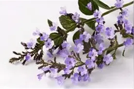 萌宠神器猫薄荷图片