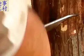 果农教你葡萄嫁接技术，傻瓜式操作，成活率100%视频封面