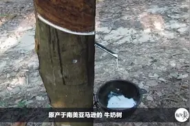 会流牛奶的树，真的假的？但这牛奶可不是给人喝的，不过都会用到