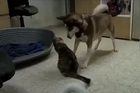 国外哈士奇的有趣时刻，二哈生来就是搞笑的，果然没错