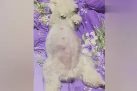 怀孕两个月的狗狗，肚子已经大到无力支撑，当妈妈太辛苦了