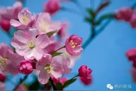 三月，郴城无处不飞花图片