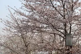 近14万市民今天进顾村公园赏樱，请尽量避峰前往图片