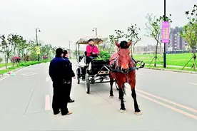 观光马车遛到公路上 城管责令驯马师赶马归厩图片