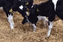 开心一刻100个人看了，99个笑翻了图片