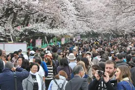 東京の上野公園でソメイヨシノが満開 行楽客殺到图片